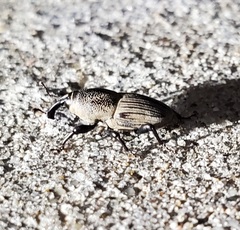 Sphenophorus coesifrons