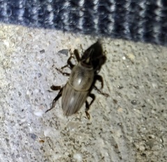 Sphenophorus coesifrons