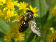 Megachile