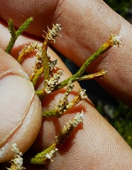 Lycopodium deuterodensum