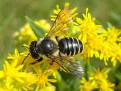 Megachile