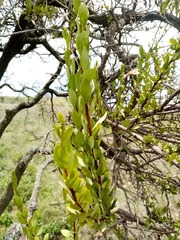 Tristerix penduliflorus