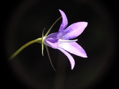 Campanula spatulata