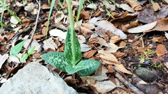 Goodyera schlechtendaliana