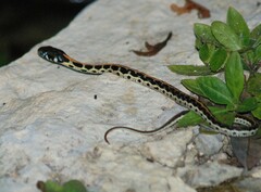 Thamnophis cyrtopsis