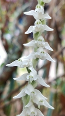 Goodyera schlechtendaliana