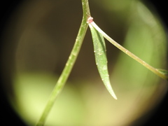 Campanula spatulata