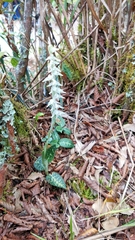 Goodyera schlechtendaliana