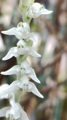 Goodyera schlechtendaliana