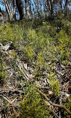 Lycopodium deuterodensum