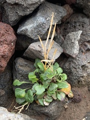 Cardamine bellidifolia