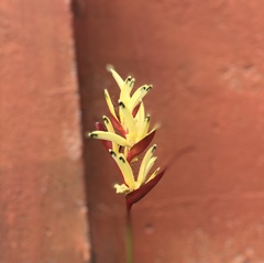 Heliconia psittacorum