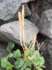 Cardamine bellidifolia