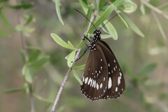 Euploea core corinna