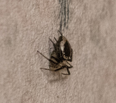 Euryopis funebris