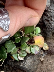 Cardamine bellidifolia