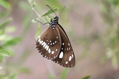 Euploea core corinna