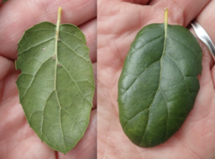 Quercus agrifolia agrifolia