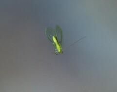 Chrysopa quadripunctata