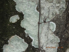 Cryptothecia striata