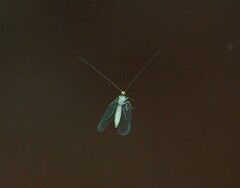 Chrysopa quadripunctata