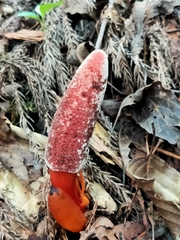 Balanophora laxiflora