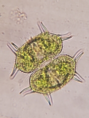 Xanthidium antilopaeum