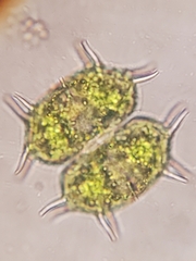 Xanthidium antilopaeum