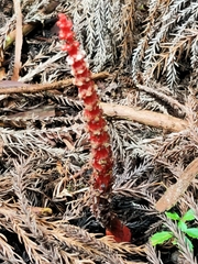 Balanophora laxiflora