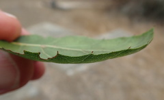 Quercus agrifolia agrifolia