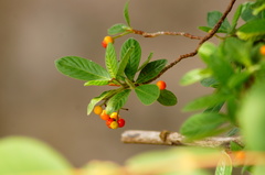 Psychotria erythrocarpa