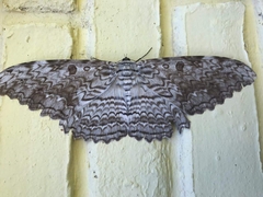 Thysania agrippina