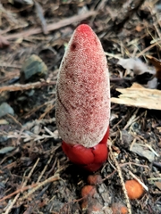 Balanophora laxiflora
