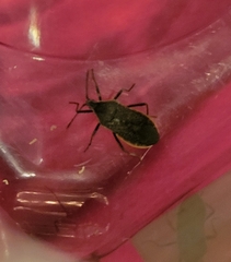 Anasa tristis