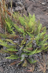 Pityrogramma austroamericana