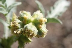 Ambrosia grayi