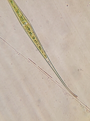 Closterium setaceum