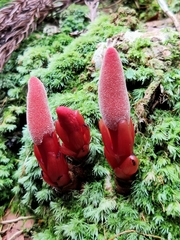 Balanophora laxiflora