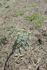 Ambrosia grayi