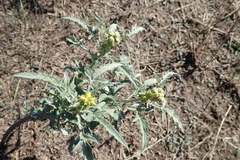 Ambrosia grayi