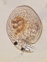 Chydoridae