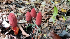 Balanophora laxiflora
