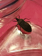 Anasa tristis