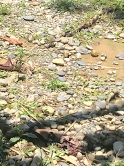 Ammodramus aurifrons