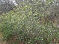 Quercus agrifolia agrifolia