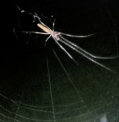 Tetragnatha laboriosa