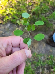 Lespedeza frutescens