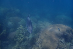 Caranx ignobilis