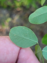Lespedeza frutescens