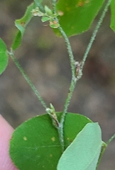 Lespedeza frutescens
